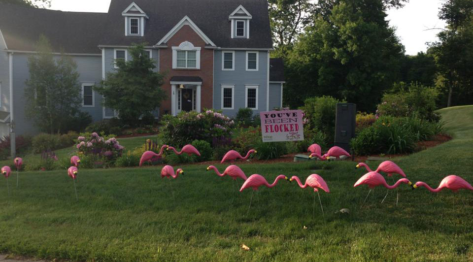 Flamingos are Back in Hopkinton