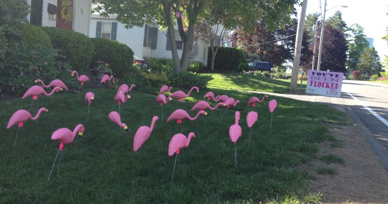 Fun with Flamingos!